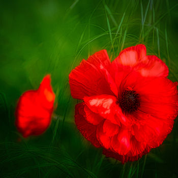 Photography titled "poppy" by Mossart, Original Artwork, Digital Photography