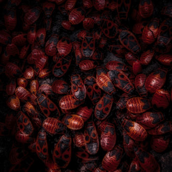 Photographie intitulée "Fire Bugs" par Mossart, Œuvre d'art originale, Photographie numérique