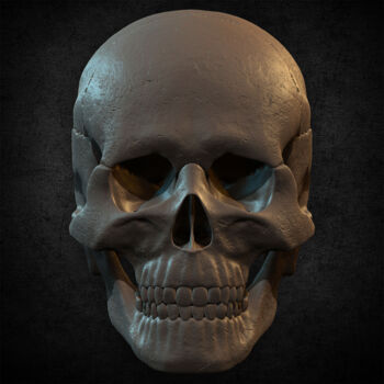 Digital Arts titled "Human Skull By Yaci…" by Yacine Brinis, Original Artwork, 3D Modeling