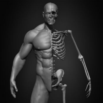 Digital Arts titled "Human Skeleton Male…" by Yacine Brinis, Original Artwork, 3D Modeling