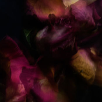 Фотография под названием "THEATER OF ROSES" - Yana Yushkevich, Подлинное произведение искусства, Цифровая фотография