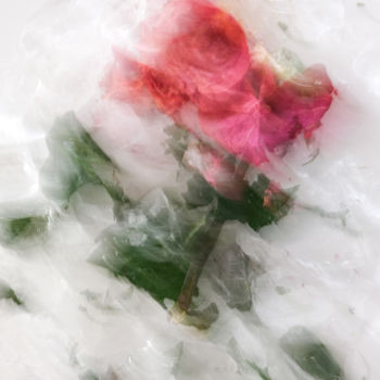 Fotografía titulada "Rose Floral" por Yana Yushkevich, Obra de arte original, Fotografía digital