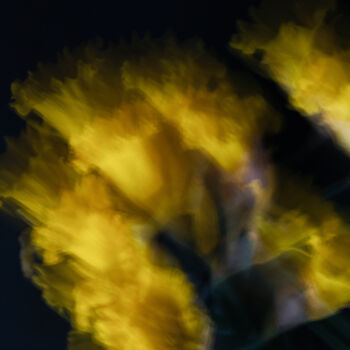 Photography titled "Daffodils on a blac…" by Yana Yushkevich, Original Artwork, Digital Photography
