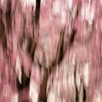 Fotografie getiteld "Sakura #1" door Yancho Sabev, Origineel Kunstwerk, Digitale fotografie Gemonteerd op Aluminium