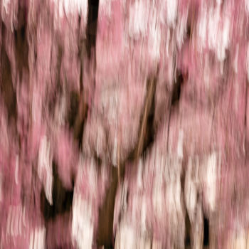 Photography titled "Sakura #1" by Yancho Sabev, Original Artwork, Digital Photography Mounted on Aluminium