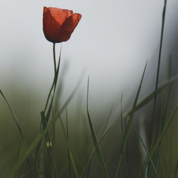 Photography titled "Coquelicot solitaire" by Yann Geshors, Original Artwork, Digital Photography