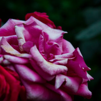 Photography titled "Rosa²" by Nann Photography, Original Artwork, Digital Photography
