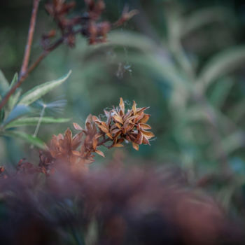 제목이 "Dry flower"인 사진 Nann Photography로, 원작, 디지털