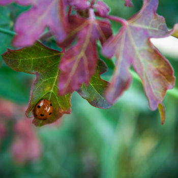 Photographie intitulée "Ladybug and leaf" par Nann Photography, Œuvre d'art originale, Photographie numérique
