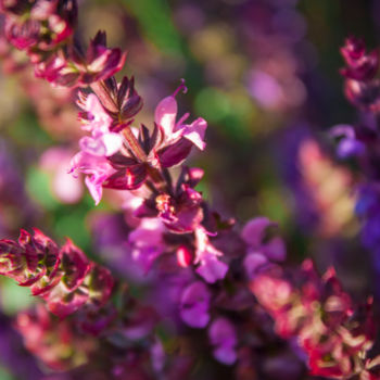 Photographie intitulée "Salvia nemorosa" par Nann Photography, Œuvre d'art originale, Photographie numérique