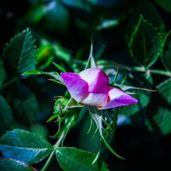 Photographie intitulée "Rosa arvensis²" par Nann Photography, Œuvre d'art originale, Photographie numérique