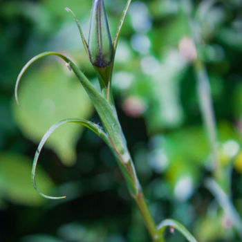 Photographie intitulée "bud²" par Nann Photography, Œuvre d'art originale, Photographie numérique