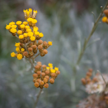 Photography titled "Helichrysum stoeshas" by Nann Photography, Original Artwork, Digital Photography