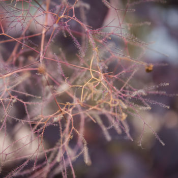 Photographie intitulée "Cotinus coggygria³" par Nann Photography, Œuvre d'art originale, Photographie numérique