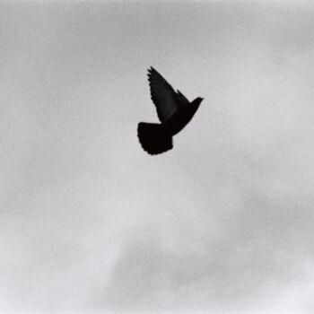 Photography titled "Pigeon fly" by Yarolav Pavlov, Original Artwork, Analog photography