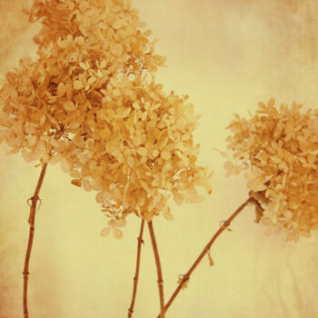 Fotografia intitulada "Yellow mood" por Yasmina Baggili, Obras de arte originais, Fotografia digital