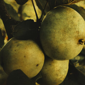 Fotografía titulada "Fruits" por Yasmina Baggili, Obra de arte original, Fotografía digital
