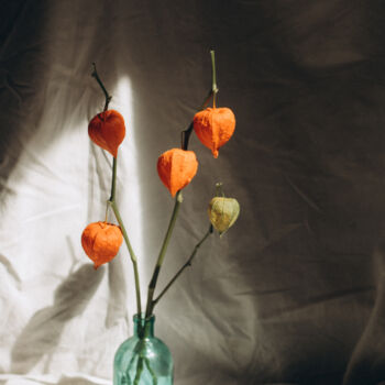 Fotografía titulada "Lonely plant" por Liza Glagoleva, Obra de arte original, Fotografía digital