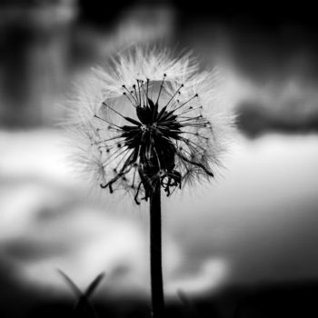 Photographie intitulée "Pollen contrast" par Jesusky, Œuvre d'art originale, Photographie numérique