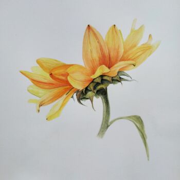 Картина под названием "Sunflower" - Yulia Zhevnova, Подлинное произведение искусства, Акварель