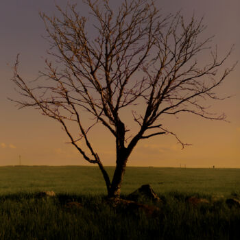 Photography titled "tree" by Yura Taralov, Original Artwork, Digital Photography