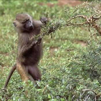 Photographie intitulée "babouin et acacia" par Yves Lafosse, Œuvre d'art originale
