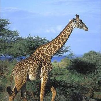 Photographie intitulée "girafe du manyara" par Yves Lafosse, Œuvre d'art originale