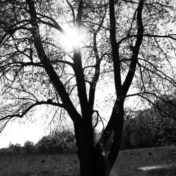 Fotografía titulada "Lonely Tree" por Zaliya Galina, Obra de arte original, Fotografía digital