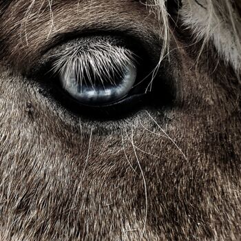 "The lonely horse" başlıklı Fotoğraf Ze Raw Factory Photographer tarafından, Orijinal sanat, Dijital Fotoğrafçılık