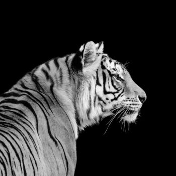 Photography titled "虎" by Zhai Yi Dao, Original Artwork, Digital Photography