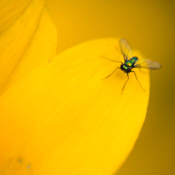 摄影 标题为“停在花瓣上的苍蝇” 由斋 一刀, 原创艺术品, 数码摄影