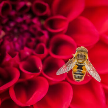 Photographie intitulée "花上的蜜蜂" par Zhai Yi Dao, Œuvre d'art originale, Photographie numérique