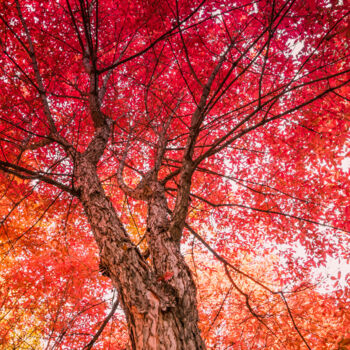 摄影 标题为“枫树红叶” 由斋 一刀, 原创艺术品, 数码摄影