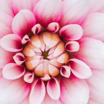 摄影 标题为“盛开的大丽花花心” 由斋 一刀, 原创艺术品, 数码摄影