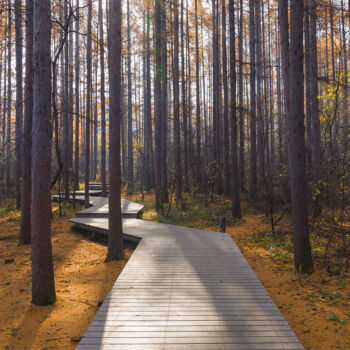 摄影 标题为“清晨的林间甬路” 由斋 一刀, 原创艺术品, 数码摄影