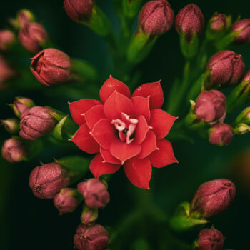 摄影 标题为“红色长寿花” 由斋 一刀, 原创艺术品, 数码摄影