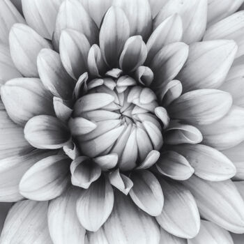 摄影 标题为“黑白大丽花” 由斋 一刀, 原创艺术品, 数码摄影
