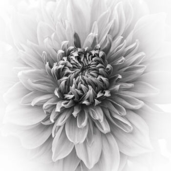 摄影 标题为“黑白盛开的大丽花” 由斋 一刀, 原创艺术品, 数码摄影