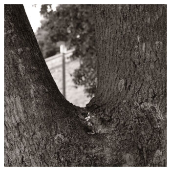 Фотография под названием "Tree Fork" - Zheka Khalétsky, Подлинное произведение искусства, Не манипулируемая фотография