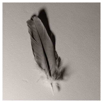 Photographie intitulée "Columba Feather" par Zheka Khalétsky, Œuvre d'art originale, Photographie non manipulée