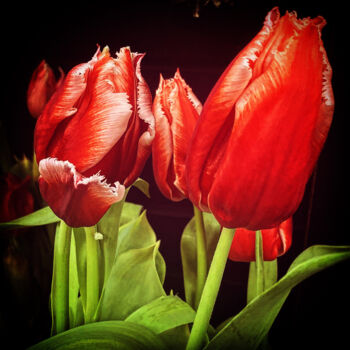 Photographie intitulée "Spring Tulips (Red)" par Zita Barbara Sanders, Œuvre d'art originale, Photographie numérique