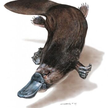Painting titled "Platypus" by Ziya Eris, Original Artwork