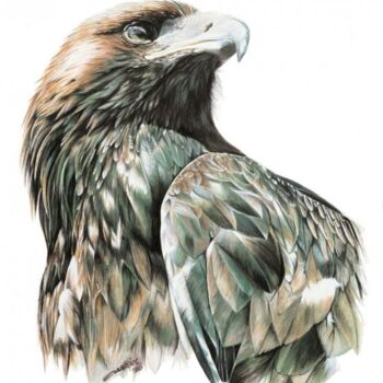 Painting titled "Wedge Tail Eagle" by Ziya Eris, Original Artwork