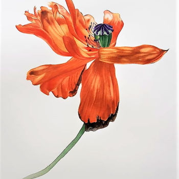 Peinture intitulée "Red Poppy" par Maria Yılmaz, Œuvre d'art originale, Aquarelle