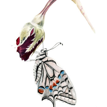 Картина под названием "Rose with Butterfly" - Maria Yılmaz, Подлинное произведение искусства, Акварель