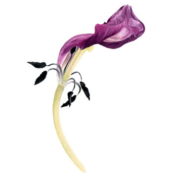 Pintura titulada "Tulip Petal" por Maria Yılmaz, Obra de arte original, Acuarela