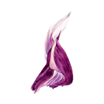 Картина под названием "Tulip Petal 1" - Maria Yılmaz, Подлинное произведение искусства, Акварель