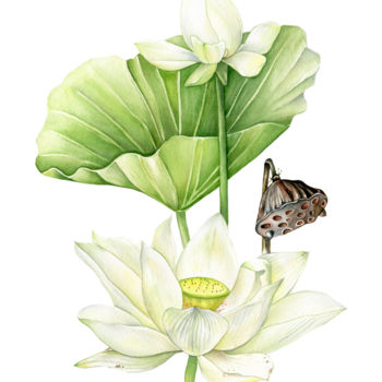 Картина под названием "White Lotus" - Maria Yılmaz, Подлинное произведение искусства, Акварель