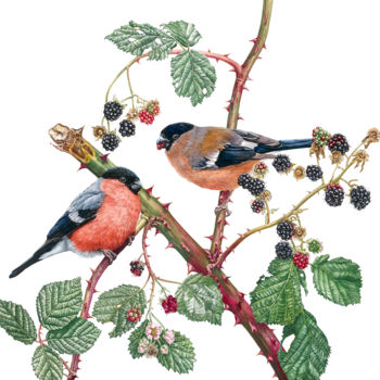 Painting titled "Bullfinches and Bla…" by Zoe Norman, Original Artwork, Watercolor