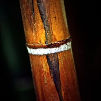 Photographie intitulée "Bamboo" par Zoran Sojic, Œuvre d'art originale